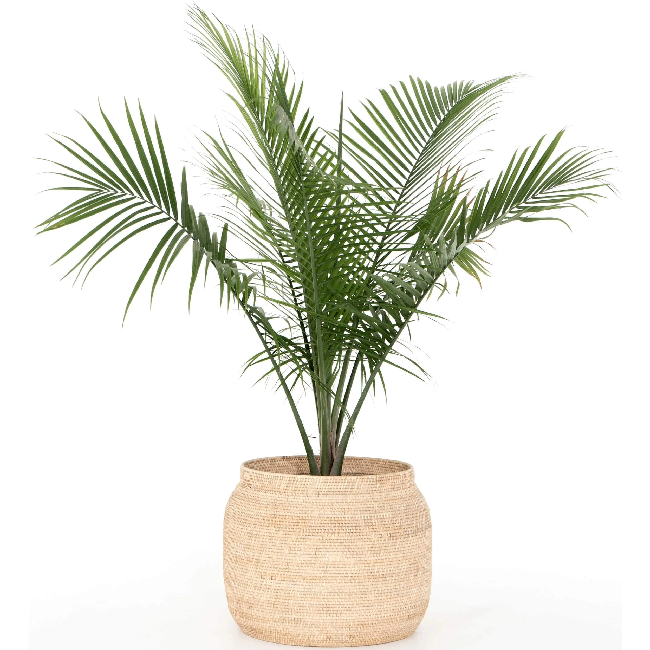 Ansel Basket, Natural