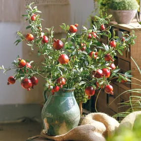 Artificial Pomegranate Fruit Plant